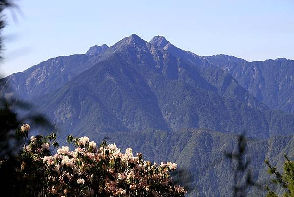 郡大山賞花行