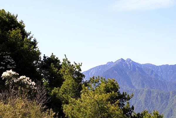 郡大山賞花行