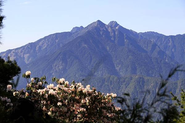 郡大山賞花行