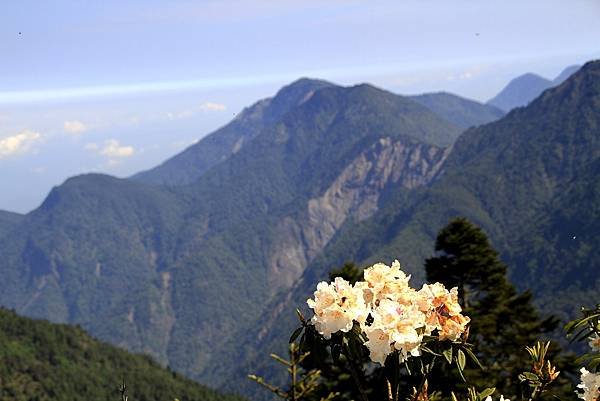 郡大山賞花行