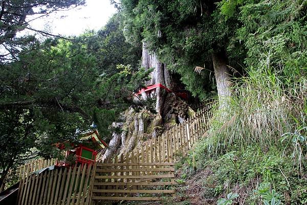 郡大山賞花行