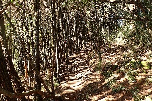 郡大山賞花行