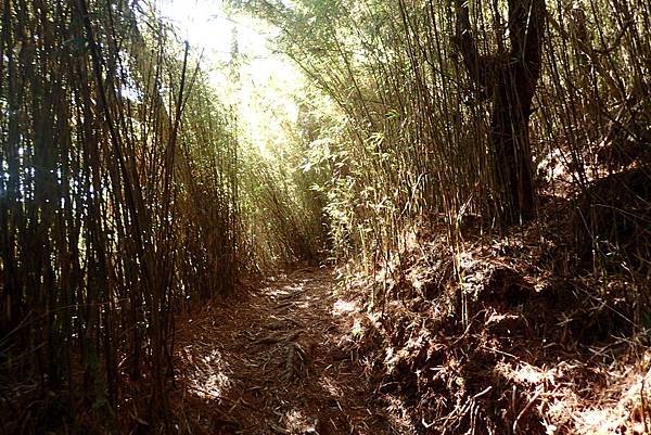 郡大山賞花行