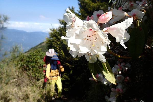 郡大山賞花行