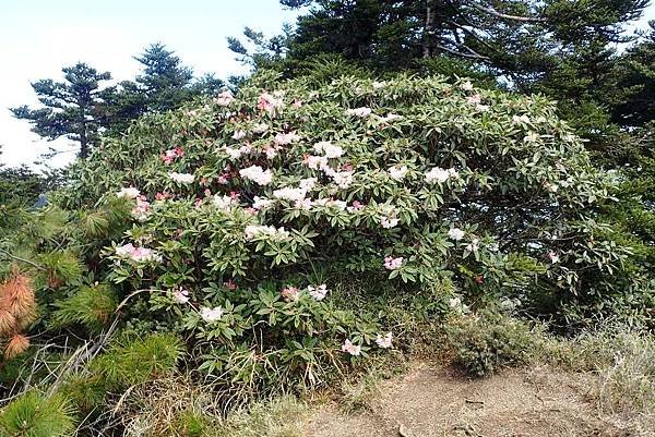 合歡西峰一日遊