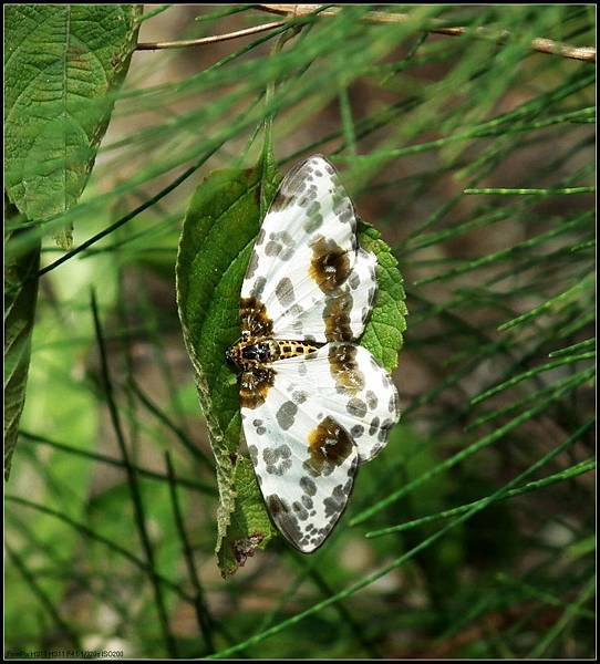 DSCF2981.JPG