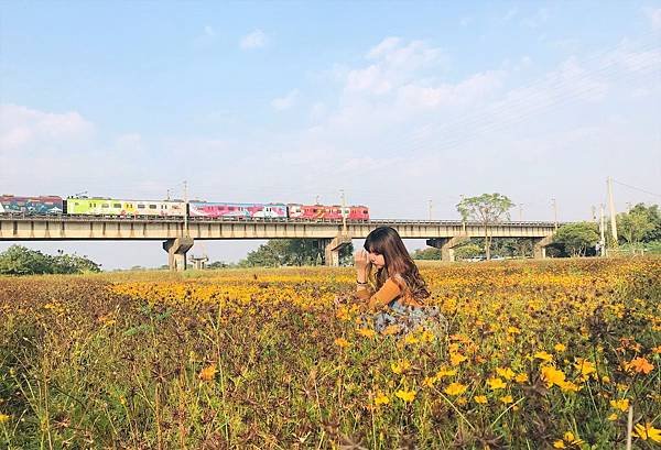 下淡水溪鐵橋 波斯菊花海4.jpg