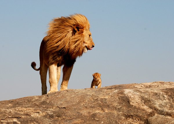 Lion King Mufasa And Simba.jpg