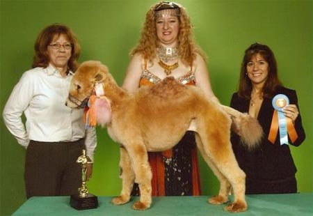 Camel%20Poodle.jpg