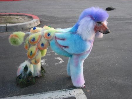 Peacock%20Poodle.jpg