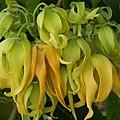 Ylang Ylang