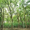 Sandalwood2.jpg