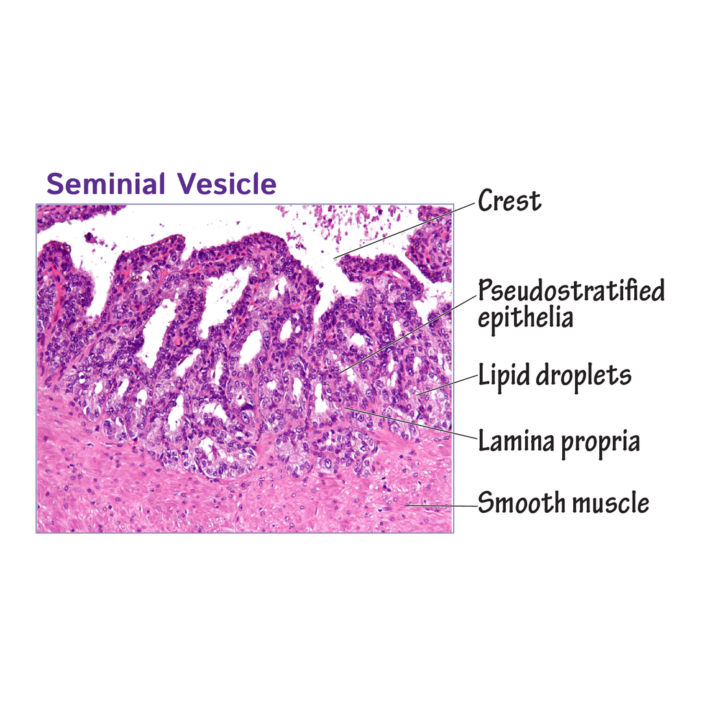 Seminal vesicle02.png