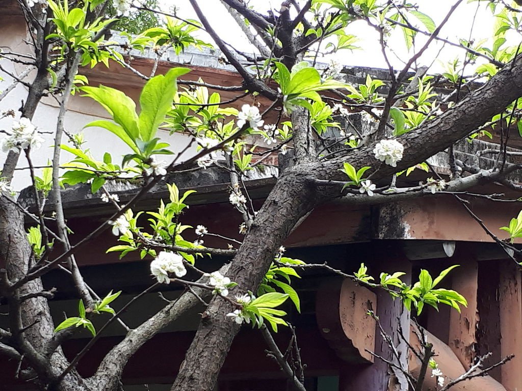 板橋林家花園