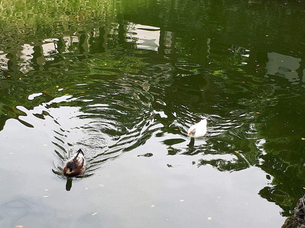 板橋林家花園