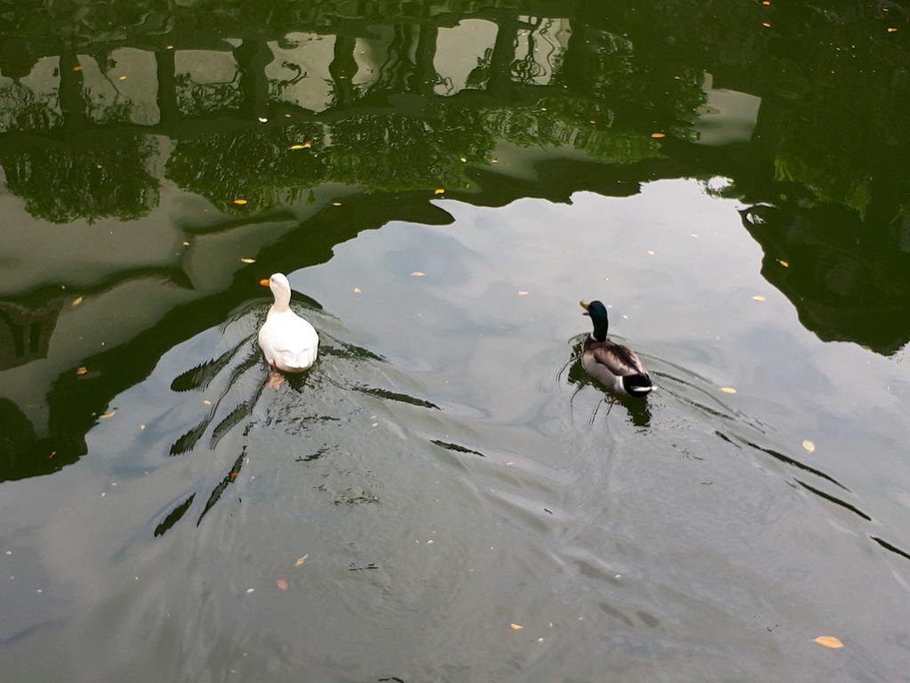 板橋林家花園