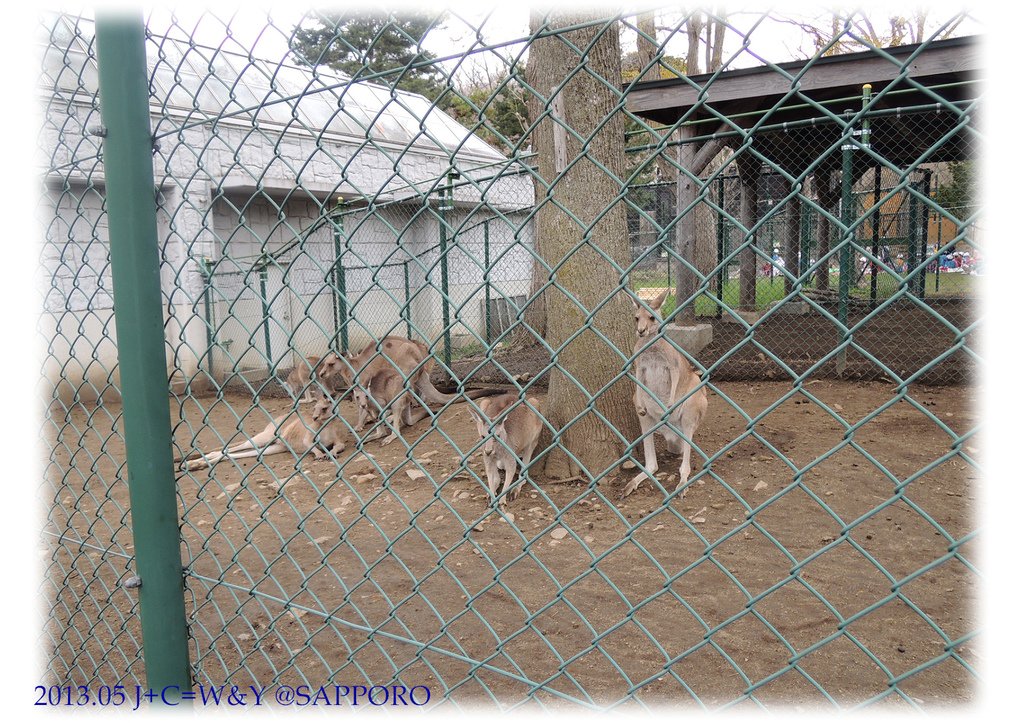 05.13 円山動物園 26.jpg
