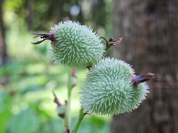 景點 ❤ 植物園 ♪ 台北市中正區 ♩ 免費景點～適合各個年
