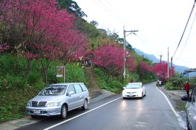 羅馬公路溪口部落櫻花[調]01.jpg