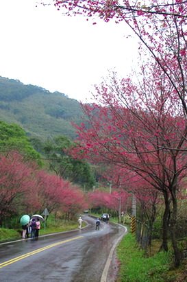 東眼山櫻花[調]08.jpg