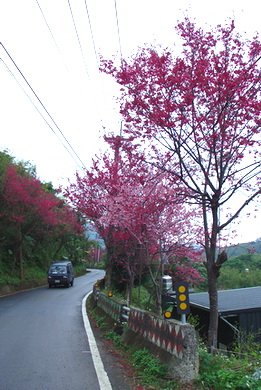 羅馬公路溪口台部落櫻花[調]04.jpg