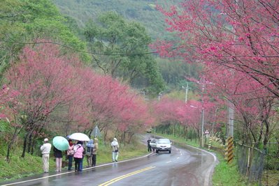 東眼山櫻花[調]06.jpg