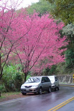 東眼山櫻花[調]02.jpg