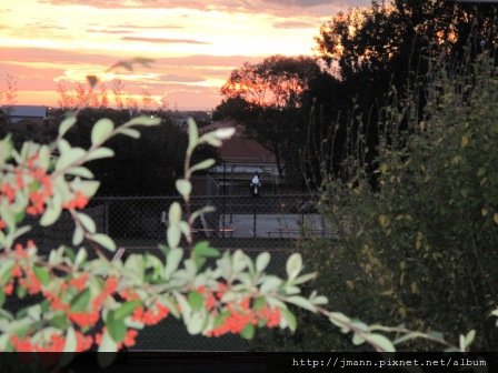 Sunset + Magpie + fruity tree...