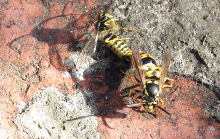 IMG_3703.jpg