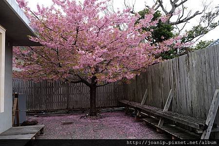 Kawazu Sakura