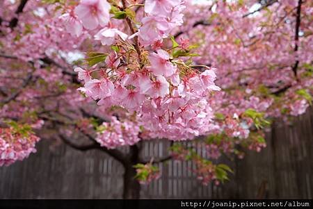 Kawazu Sakura