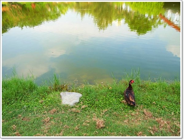 高雄中央公園10.jpg