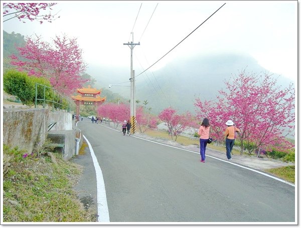 阿里山櫻花08.jpg