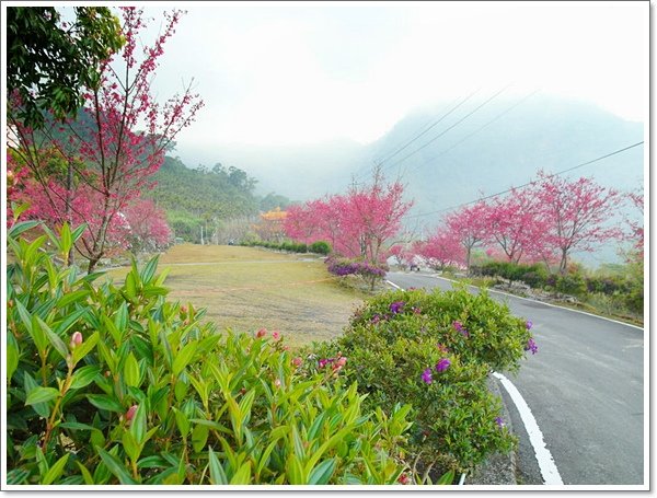 阿里山櫻花09.jpg