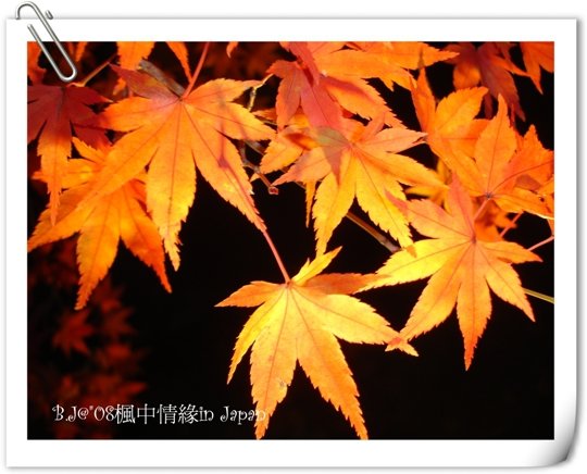 美編_DSC01558.jpg