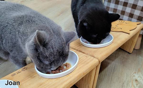 義大利啓蒙犬貓主食 (31).jpg