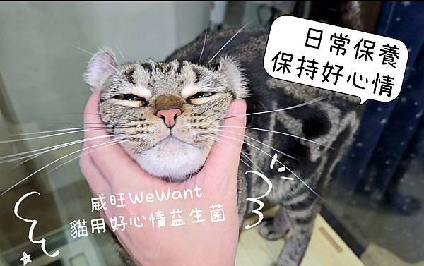 威旺 WeWant 貓用好心情益生菌  (10).jpg