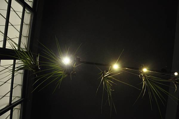 _DSC0007