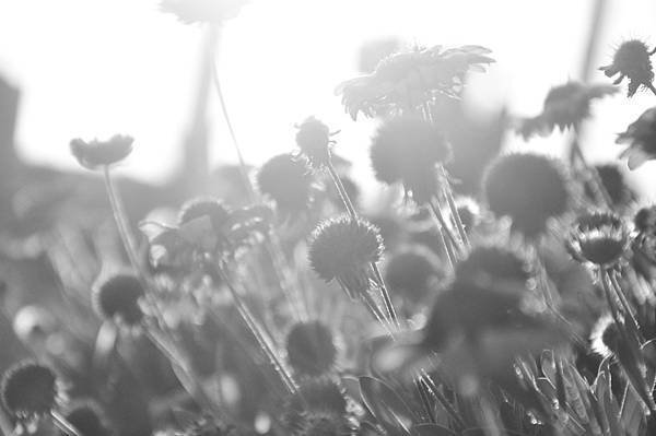 _DSC0533