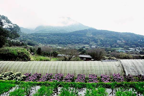 陽明山的青菜園和小油坑