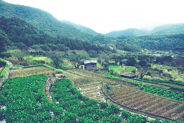 陽明山的青菜園和小油坑