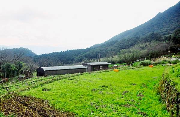 陽明山的青菜園和小油坑