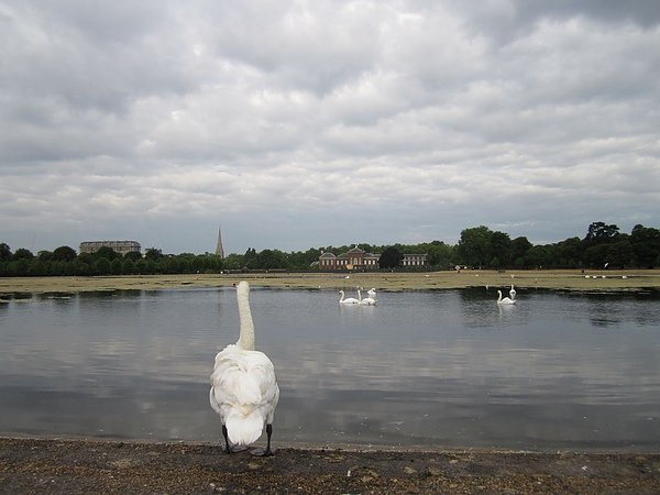 kensington garden goose view.jpg