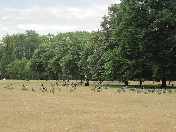 kensington garden walk.jpg