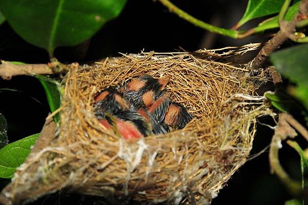 雛鳥3(5月10日)