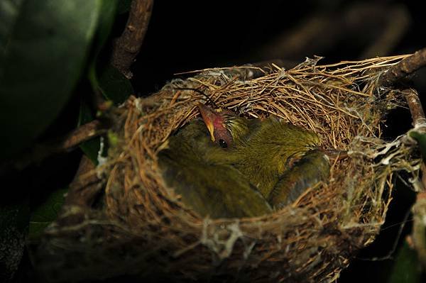 雛鳥5(5月13日)