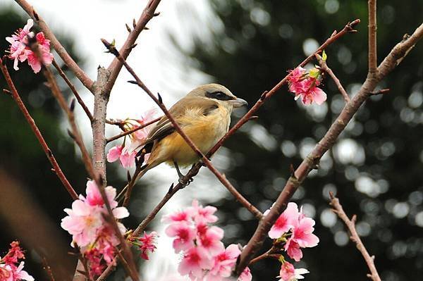 紅尾伯勞2.jpg