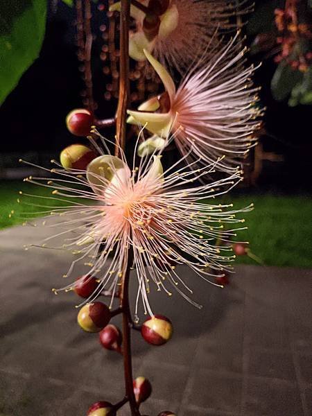 穗花棋盤腳開花