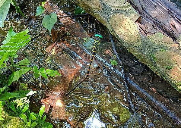 點水蜻蜓款款飛 –無霸勾蜓產卵