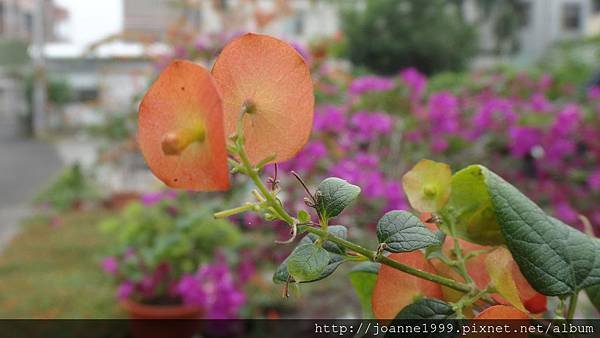 DSC01287